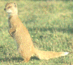 a mongoose