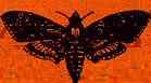 one moth flies north...